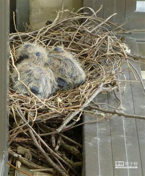 如何讓鳥來築巢|野鳥叫聲好滋擾？家中有野鳥築巢怎麼辦？漁護署教你。